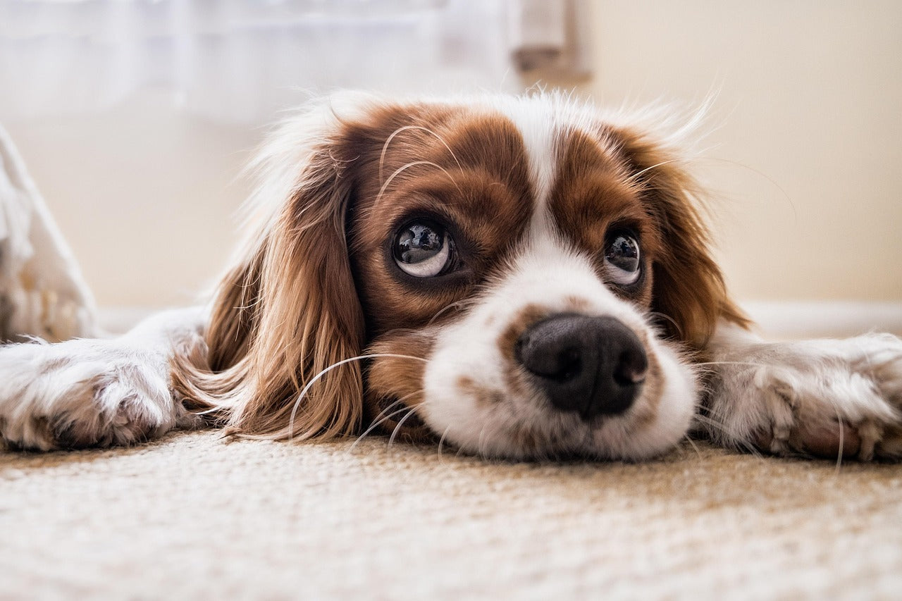 Kleiner Hund mit Hundeblick