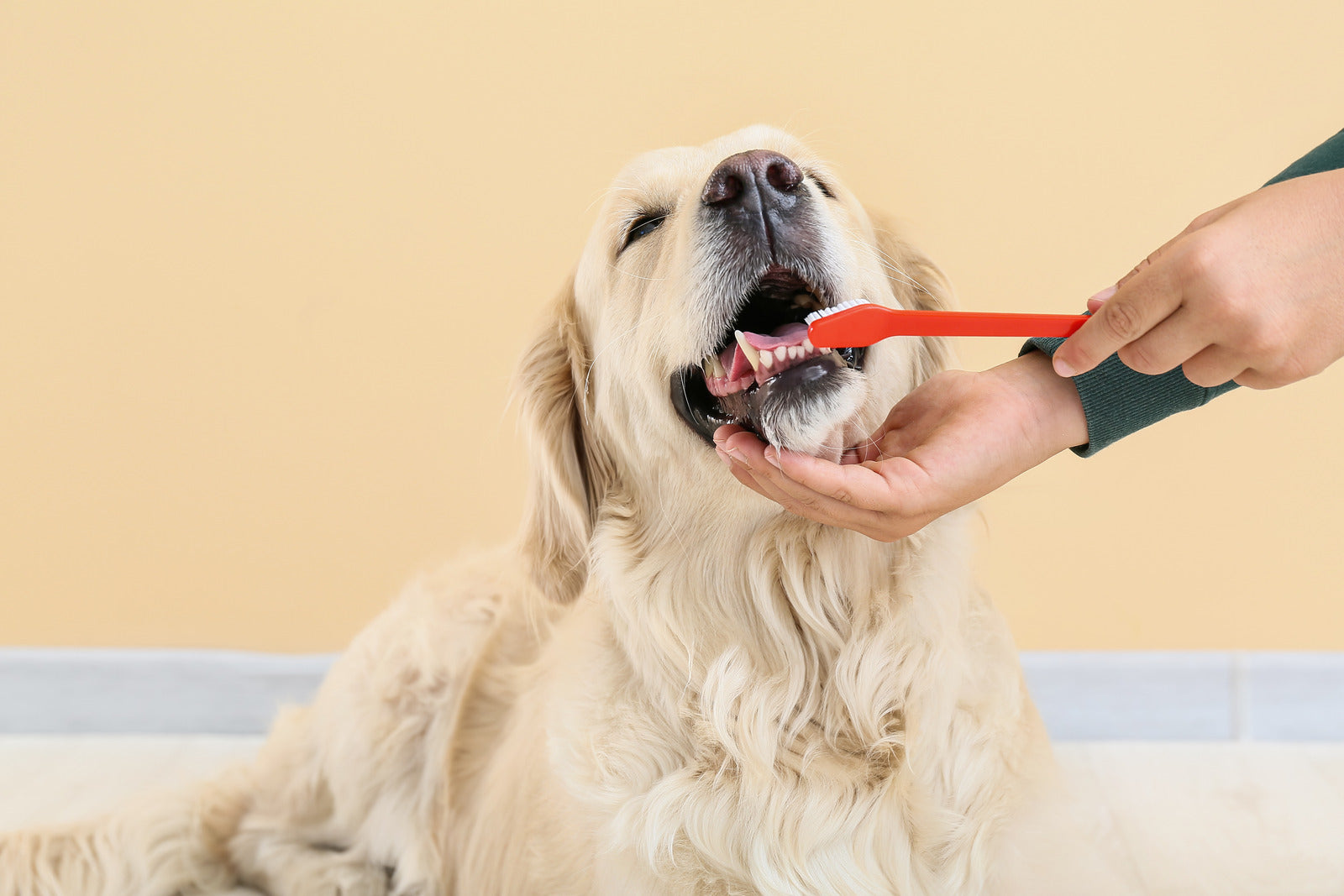 Mundhygiene für Hunde: Was Sie darüber wissen sollten